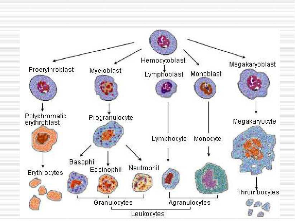 Hematologi